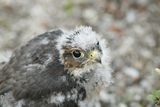Малък сокол (Falco columbarius) ; comments:17