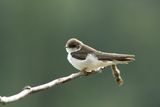 Violet-green Swallow (Tachycineta thalassina) ; comments:15