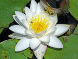 water-lily ; comments:5