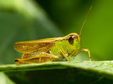 Grasshopper ; comments:13