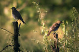 Двойка пойни дроздове (Turdus philomelos) на кратка почивка при сутрешното търсене на храна ; comments:29