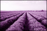 lavender ; comments:12