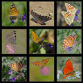Пеперудите на Рожен ; comments:34