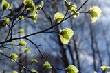пролет в гората ; comments:5