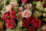 Български рози ; comments:41