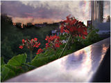 Цветя на балкона ; comments:17