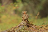 Red Squirrel (Tamiasciurus hudsonicus) ; comments:21