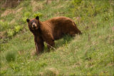 Американска черна мечка (Ursus americanus) #2 ; comments:26