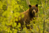 Американска черна мечка (Ursus americanus) #1 ; comments:22