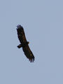 Малък креслив орел /Aquila pomarina/ ; comments:9