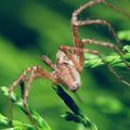 В света на паяка ; comments:10