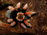 Brachypelma boehmei ; comments:6