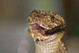 Crotalus Adamanteus ; comments:20