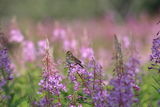 Savannah Sparrow (Passerculus sandwichensis) ; comments:14