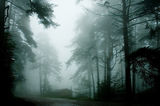 Безцветен здрач, часът на сивата мъгла... ; comments:32