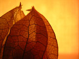 physalis ; comments:9