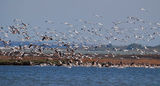 Пеликани (допускам, че розови) на Атанасовското езеро ; comments:6