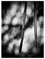 twig memory ; comments:6