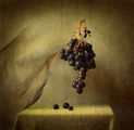 Black Grape ; comments:36
