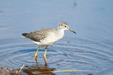 Lesser Yellowlegs (Tringa flavipes) ; comments:5