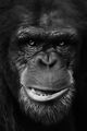 Портрет на едно шимпанзе ; comments:25