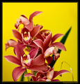 Орхидеи ; comments:10