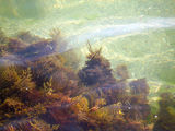 Природата...под водата ; comments:3