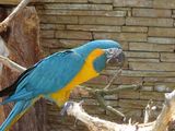 Blue-throated Macaw ; comments:5