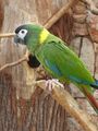 Yellow-collared Macaw ; No comments