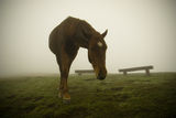 Конят в мъглата ; comments:11