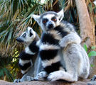 Lemur ; comments:15