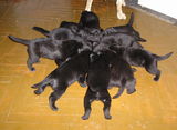 10 малки черни лабрадорчета ; comments:29