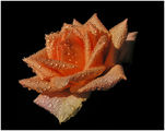 Desert Rose ; comments:24
