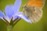 Пеперуда ( Linnaeus ) ; Коментари:2