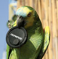 Изберете Olympus&#039;E1 ; Коментари:32