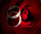 Rings &amp; Roses ; comments:9