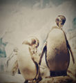 dear Mr. penguin... ; Коментари:11