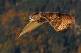 eagle owl and autumn ; comments:49