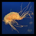 Jellyfish ; Коментари:22