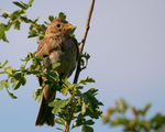 Corn Bunting ; comments:7