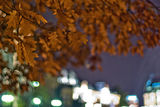 ...есен...нощ...вятър... ; comments:2