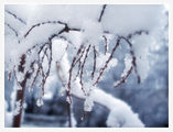 Красотата на зимата ; comments:2