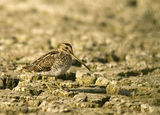 Средна бекасина (Gallinago gallinago) ; Коментари:16