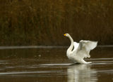 Поен лебед (Cygnus cygnus) ; comments:19