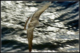 herring-gull near the sea ; comments:12