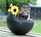 KITTENS ; comments:51
