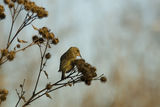 Зеленика (Carduelis chloris) - женска ; Коментари:13