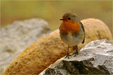 Червеногръдка (Erithacus rubecula ) ; Коментари:32