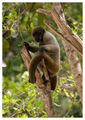 Grey Woolly monkey ; comments:19