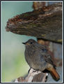 Black Redstart - Домашна червеноопашка - Phoenicurus ochruros-Горихвостка-чернушка ; comments:11